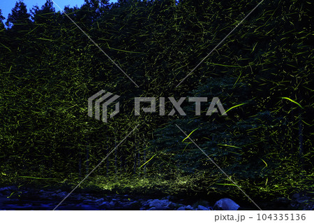 ホタル飛ぶ初夏の夜 104335136