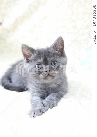 長足ミヌエット ブルータビーの子猫 長足ミヌエット ブルータビーの子猫 104335599