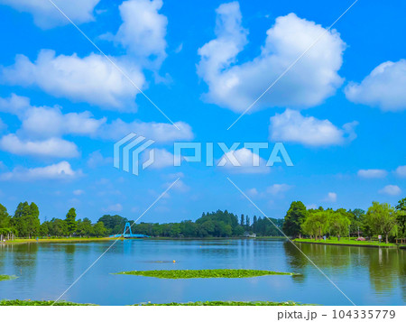 7月の梅雨の晴れ間の池と林の景色 104335779