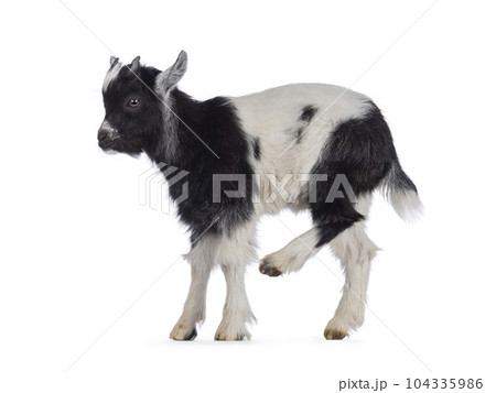 Baby Dutch landrace goat on white background 104335986