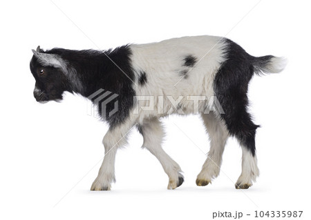 Baby Dutch landrace goat on white background 104335987
