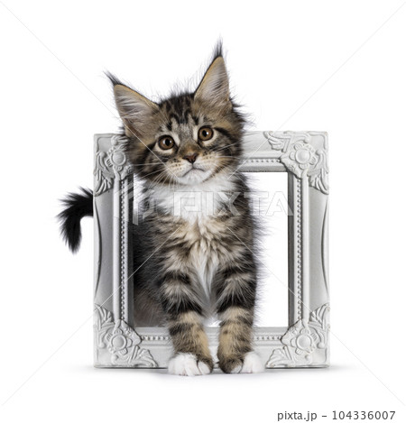 Maine Coon cat kittens on white background 104336007