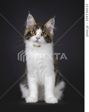 Maine Coon cat kitten on black background Maine Coon cat kitten on black background 104336010