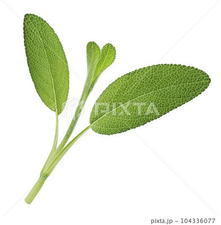 Fresh sage twig isolated on white background 104336077