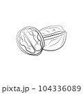 Walnut hand-drawn vector Illustration isolated on white background 104336089