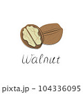 Walnut hand-drawn vector Illustration isolated on white background 104336095