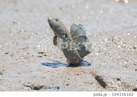 求愛のジャンプをするムツゴロウ 求愛のジャンプをするムツゴロウ 104336102