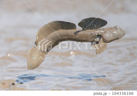 求愛のジャンプをするムツゴロウ 求愛のジャンプをするムツゴロウ 104336106