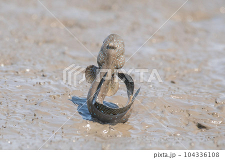 求愛のジャンプをするムツゴロウ 104336108