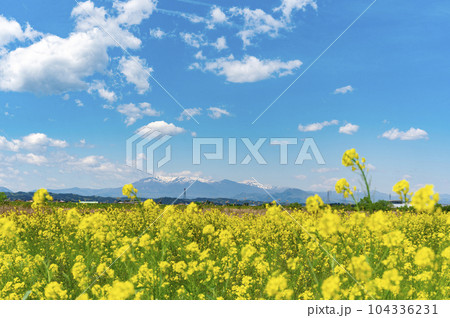 菜の花と蔵王山 104336231
