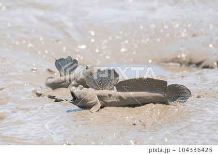威嚇し合うムツゴロウ 威嚇し合うムツゴロウ 104336425