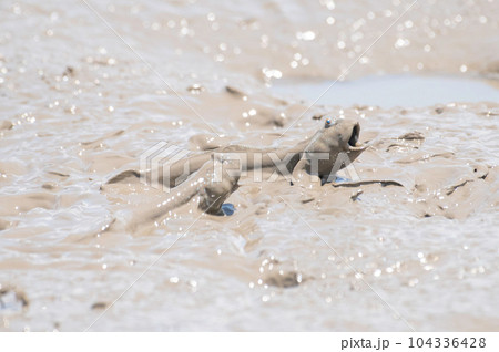 威嚇し合うムツゴロウ 104336428