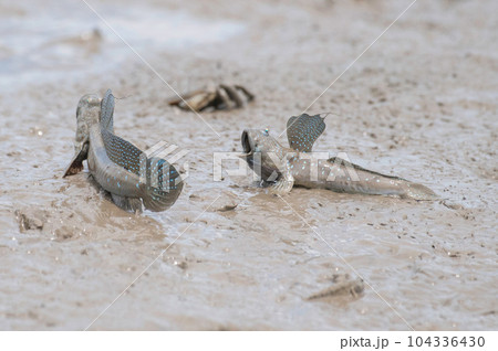 威嚇し合うムツゴロウ 104336430