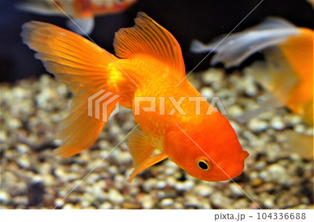 オランダシシガシラ 和蘭獅子頭 キンギョ オランダ獅子頭 金魚 オランダシシガシラ 和蘭獅子頭 キンギョ オランダ獅子頭 金魚 104336688