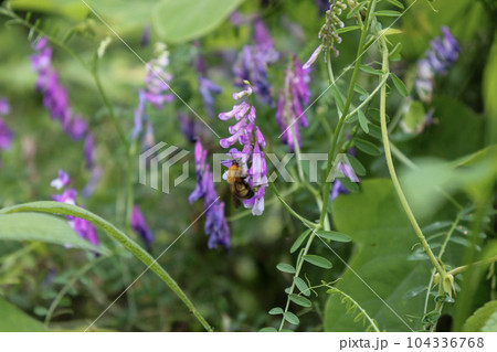 ナヨクサフジの花の蜜を吸うハチ ナヨクサフジの花の蜜を吸うハチ 104336768