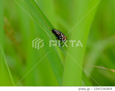 野外昆虫観察ヤドリバエ科ブランコヤドリバエ 104336864