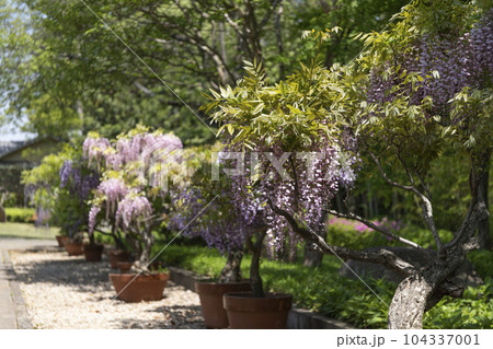 戸定が丘歴史公園 周辺の風景 戸定が丘歴史公園 周辺の風景 104337001