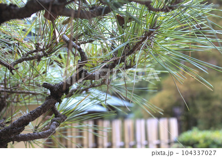 戸定が丘歴史公園 周辺の風景 戸定が丘歴史公園 周辺の風景 104337027