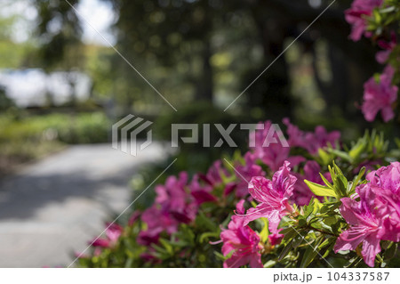 戸定が丘歴史公園 周辺の風景 戸定が丘歴史公園 周辺の風景 104337587