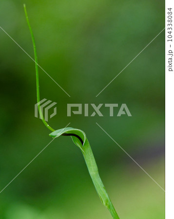 サトイモ科の植物カラスビシャク サトイモ科の植物カラスビシャク 104338084