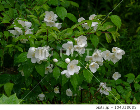 白い爽やかな花 アジサイ科バイカウツギの開花 白い爽やかな花 アジサイ科バイカウツギの開花 104338085