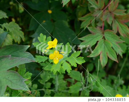 クサノオウの花 104338855