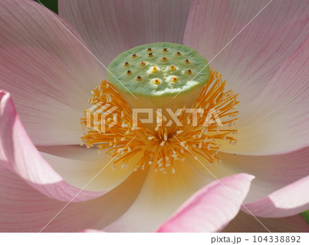 フラワーセンター　季節の花々 104338892