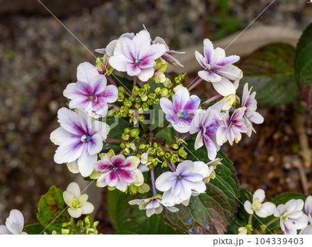 額咲きアジサイの園芸品種【凜】 104339403