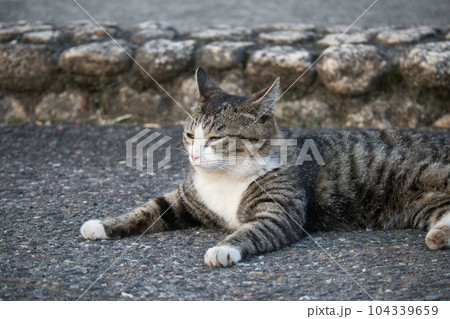 のんびり過ごしている可愛い野良の地域猫 104339659