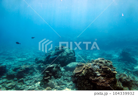 沖縄名護の海の中 沖縄名護の海の中 104339932
