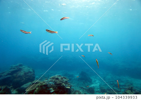 沖縄名護のムスメベラの群れ 沖縄名護のムスメベラの群れ 104339933