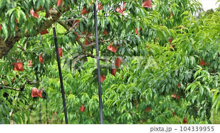 【動画あり】果樹園の風景・あら川の桃（和歌山県紀の川市桃山町） 104339955