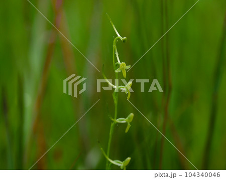 地生蘭ラン科コバノトンボソウの花 地生蘭ラン科コバノトンボソウの花 104340046