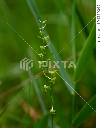 地生蘭ラン科コバノトンボソウの花 地生蘭ラン科コバノトンボソウの花 104340047