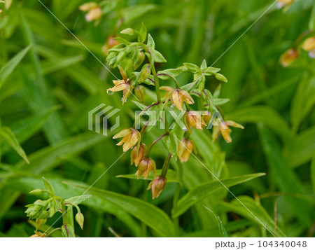 ラン科カキランの開花 104340048