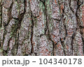 Bark surface of pine, Texture 104340178