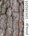 Bark surface of pine, Texture 104340205
