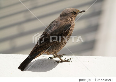 沖縄のイソヒヨドリ 104340391