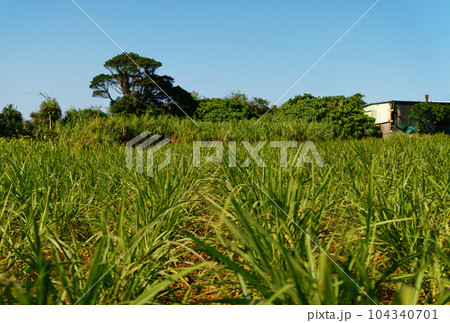さとうきび畑 104340701