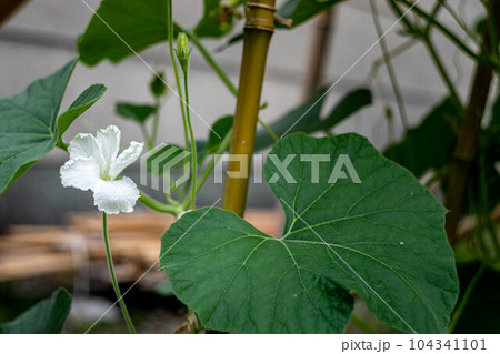 豊國神社、秀吉公ゆかりの境内に咲いた瓢箪の花 104341101