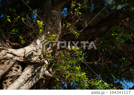 ガジュマルの木 104341117