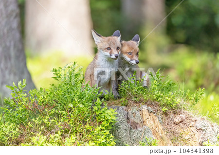 Pair of cute fox cubs is posing in the forest. 104341398