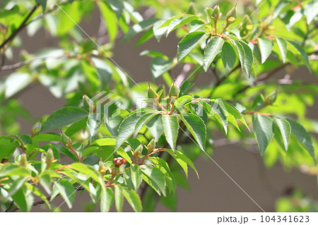 姫沙羅(ヒメシャラ)の実 姫沙羅(ヒメシャラ)の実 104341623