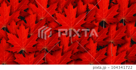 Red Maple Leaf Background 104341722