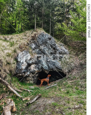 Hungarian Vizsla Dog Standing in Entrance to Cave 104341963