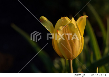 Yellow tulips in the evening summer. Beautiful yellow tulip flowers. The golden hour. 104342461
