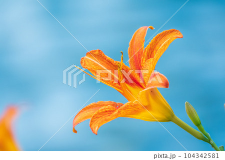 Close up of a single orange day lily, Hemerocallis fulva, in full bloom. 104342581