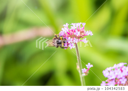 Bumble-bee sitting on Verbena purple flower in green garden 104342583
