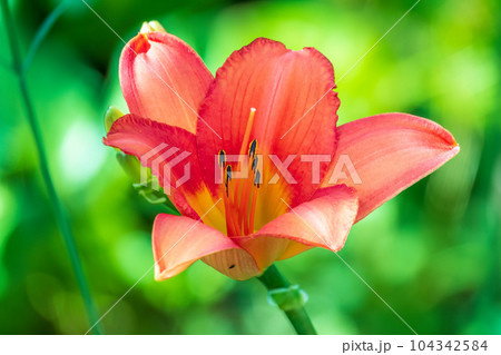 Hippeastrum red flower close up on green leaf background 104342584
