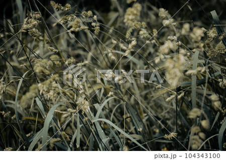 Close up morning rain drops on grass concept photo. Water droplets. 104343100